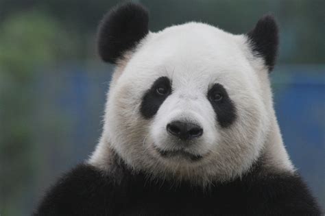 Baixe agora para todos os seus dispositivos. . Panda download